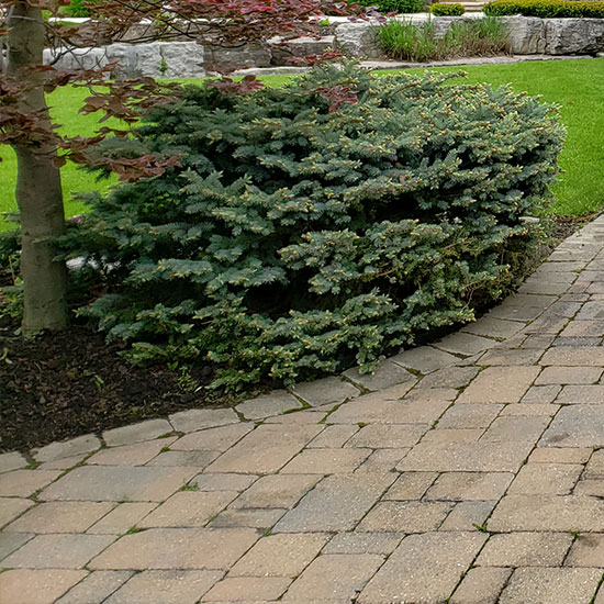 Interlocking stone pathway along small bush and tree