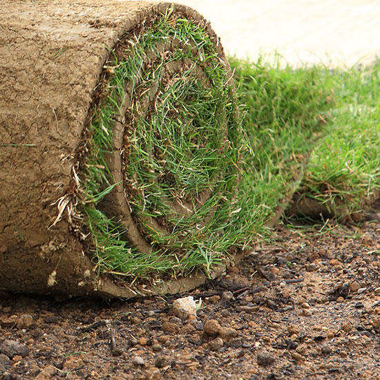 A roll of fresh sod to be laid out on lawn